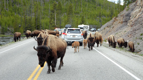 Bison